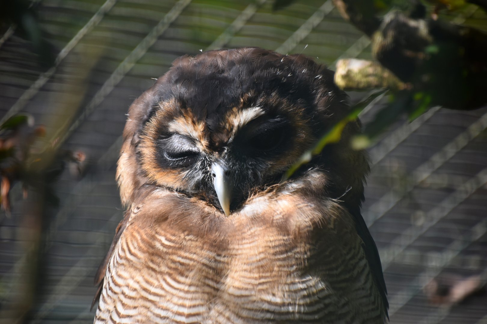 Javan brown wood owl, Strix leptogrammica bartelsi