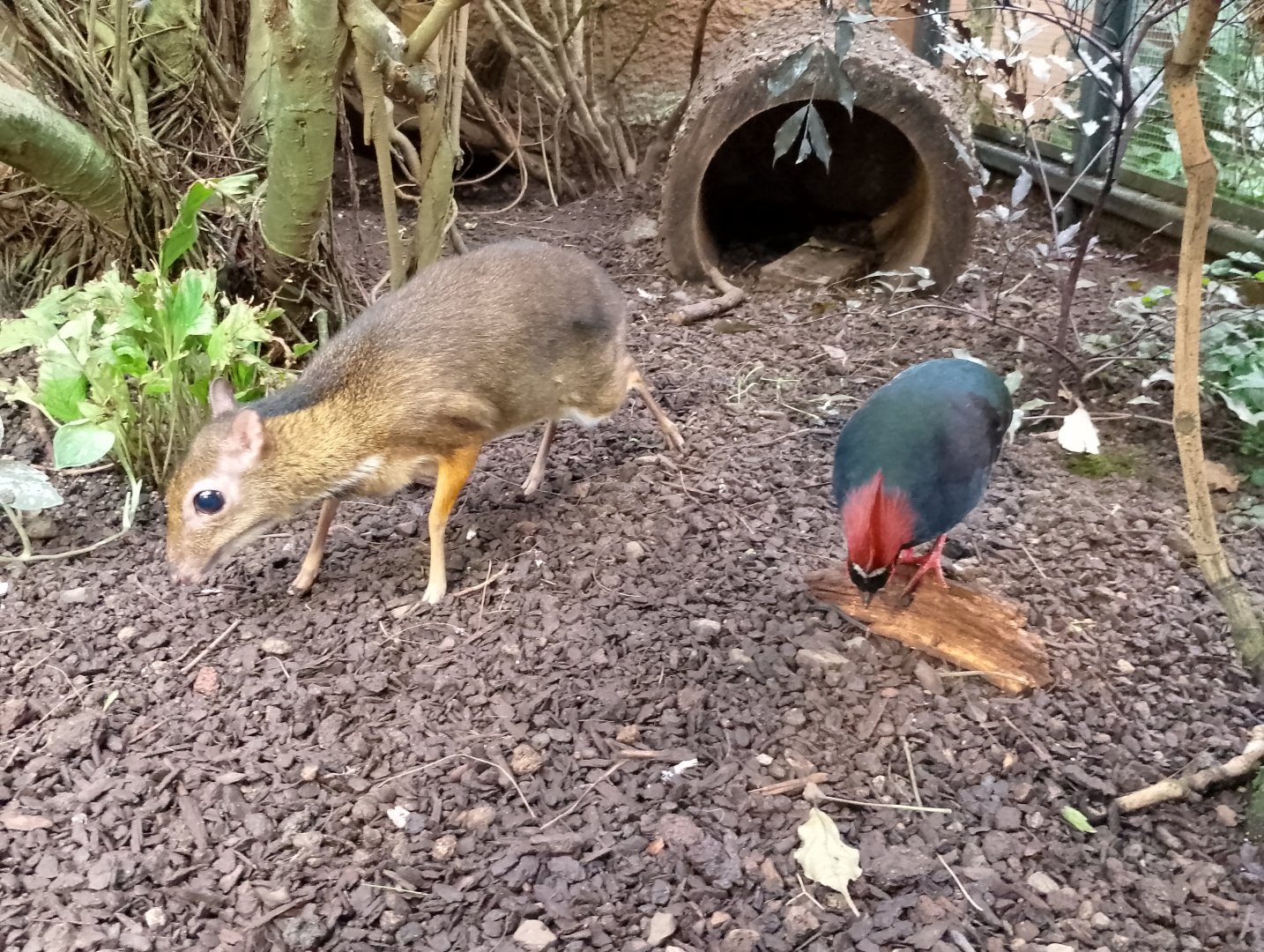Javan chevrotain and crested partridge