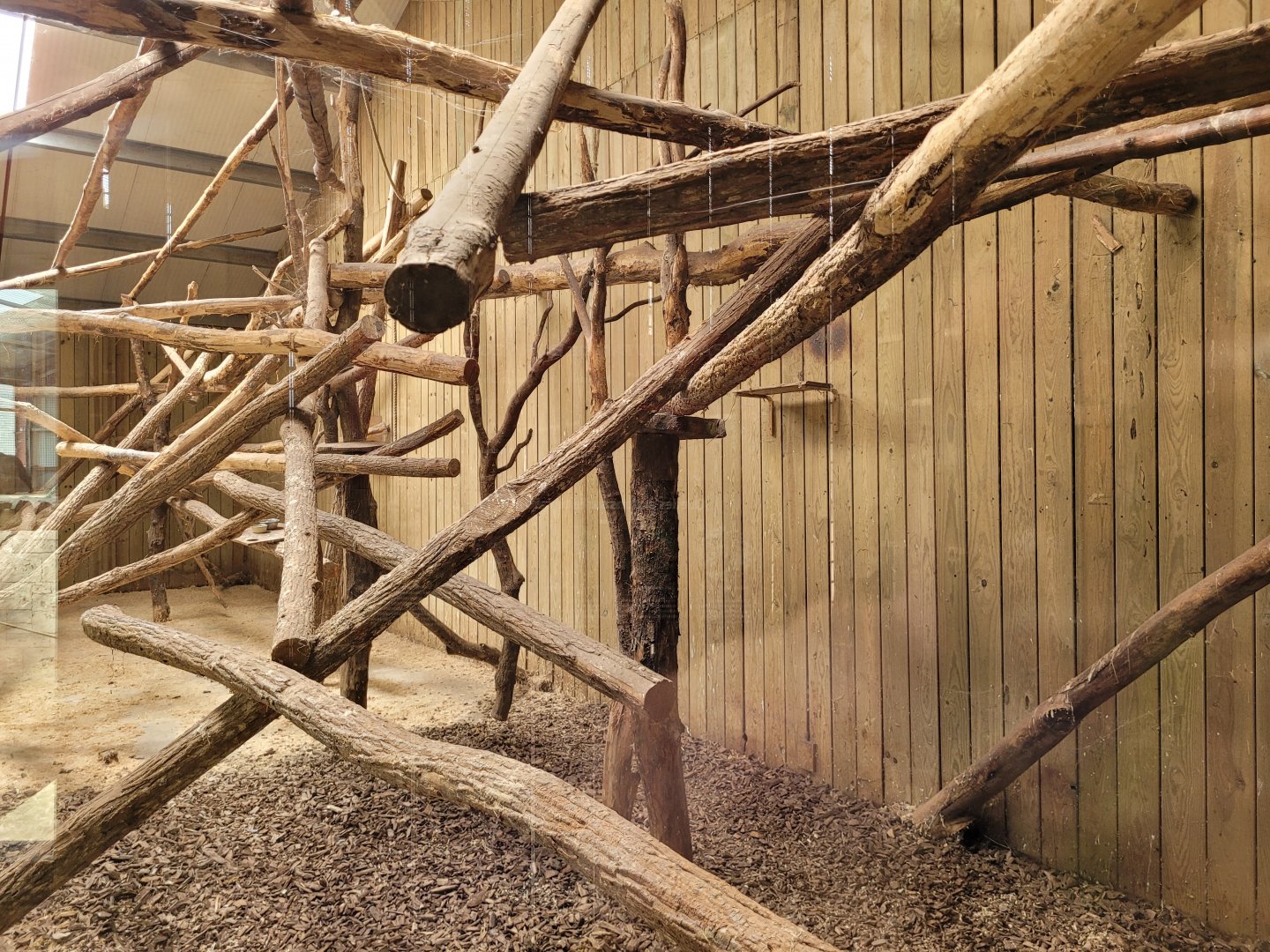 Javan chevrotain and Laughing kookaburra exhibit -Zoo du bassin d'Arcachon (2024)