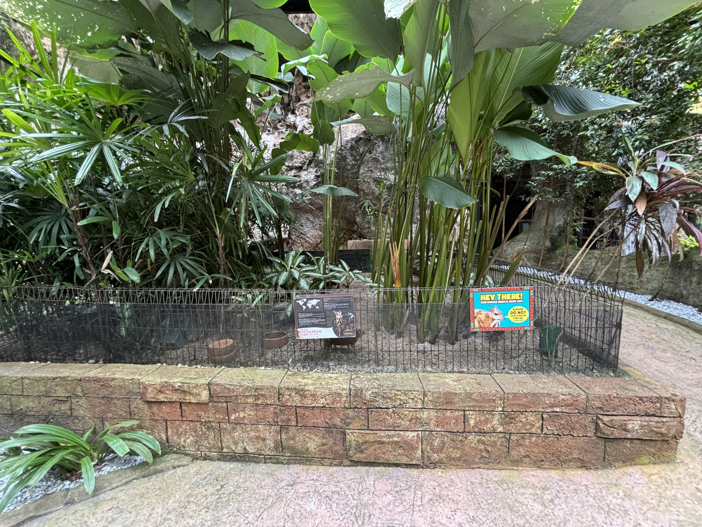 Javan Chevrotain Exhibit - Lost World of Tambun