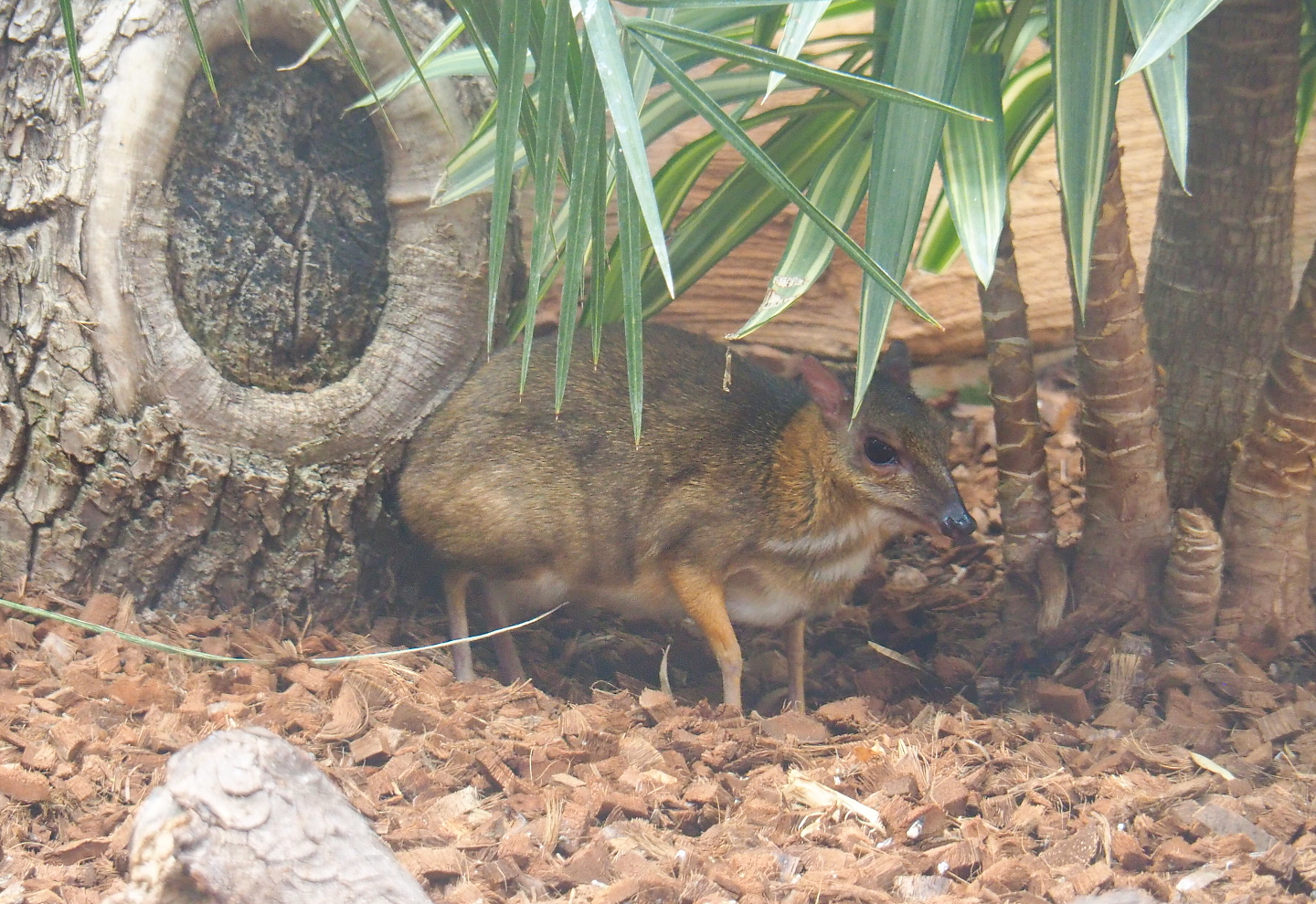 Javan chevrotain or Javan mouse deer (Tragulus javanicus), 2021-09-03