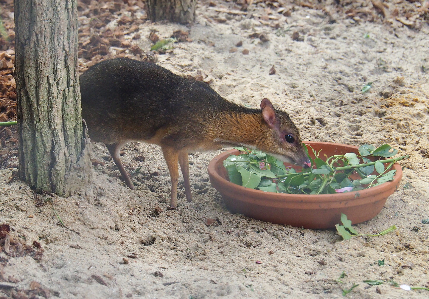 Javan chevrotain or Javan mouse deer (Tragulus javanicus), 2021-09-03