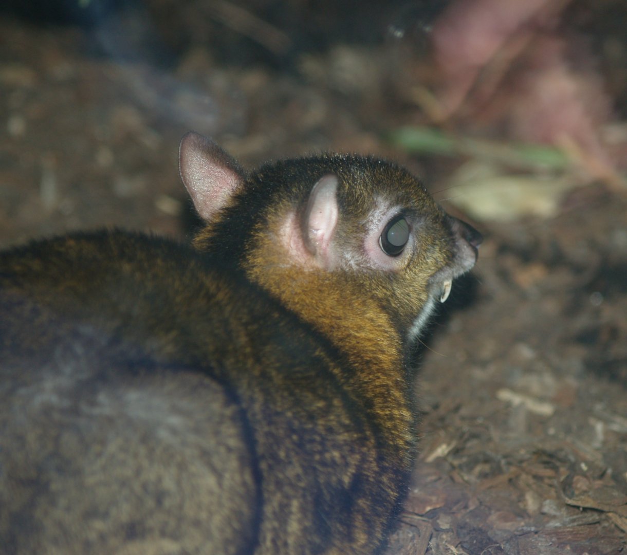 Javan chevrotain  (Tragulus javanicus), 2006-11-19