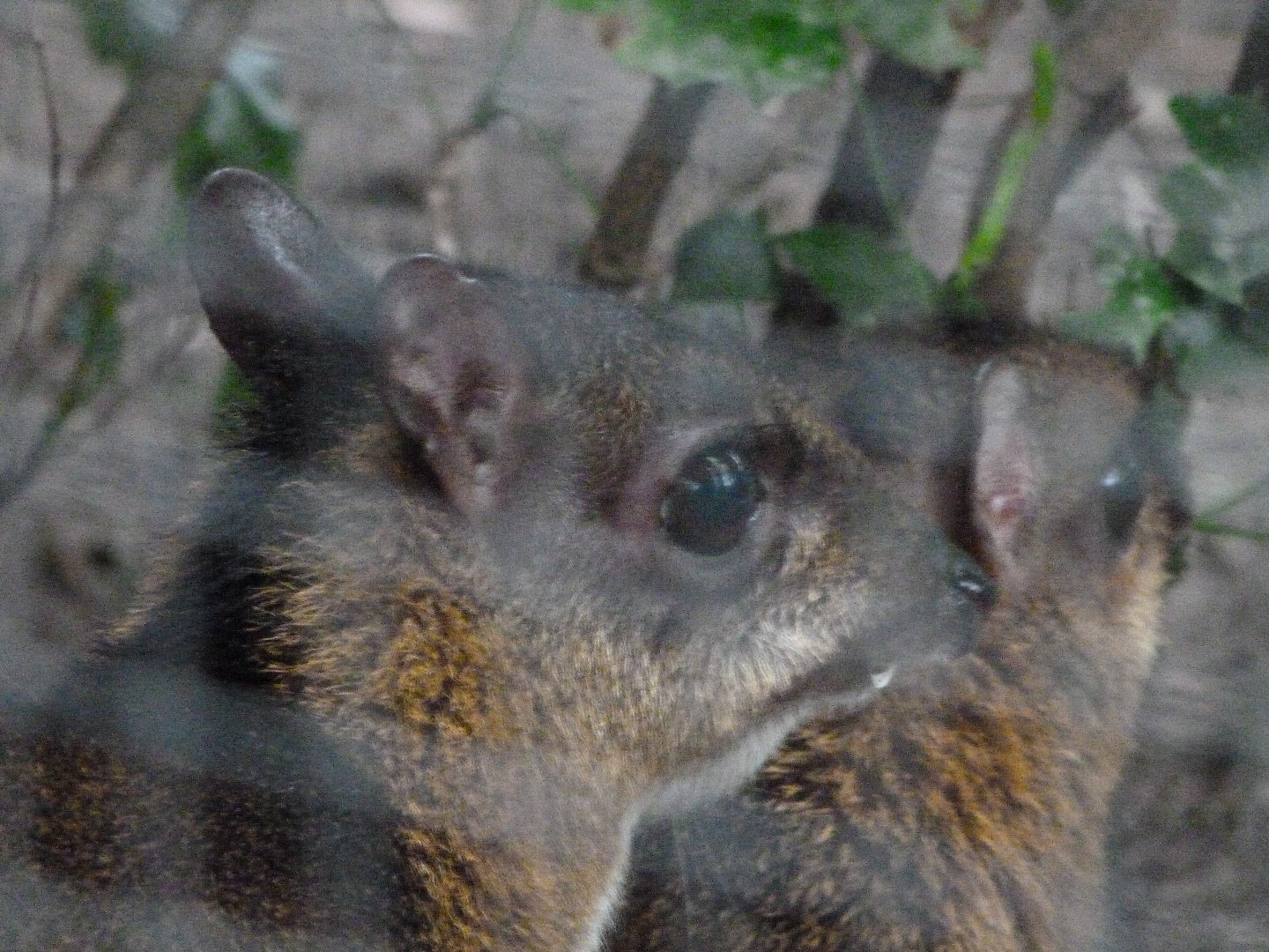 Javan chevrotain -Zoologischer Garten Berlin (2024)