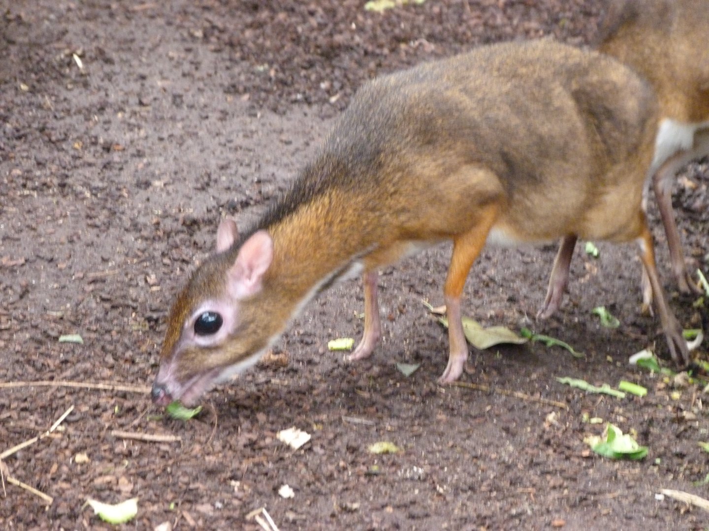 Javan chevrotain -ZooParc de Beauval (2025)
