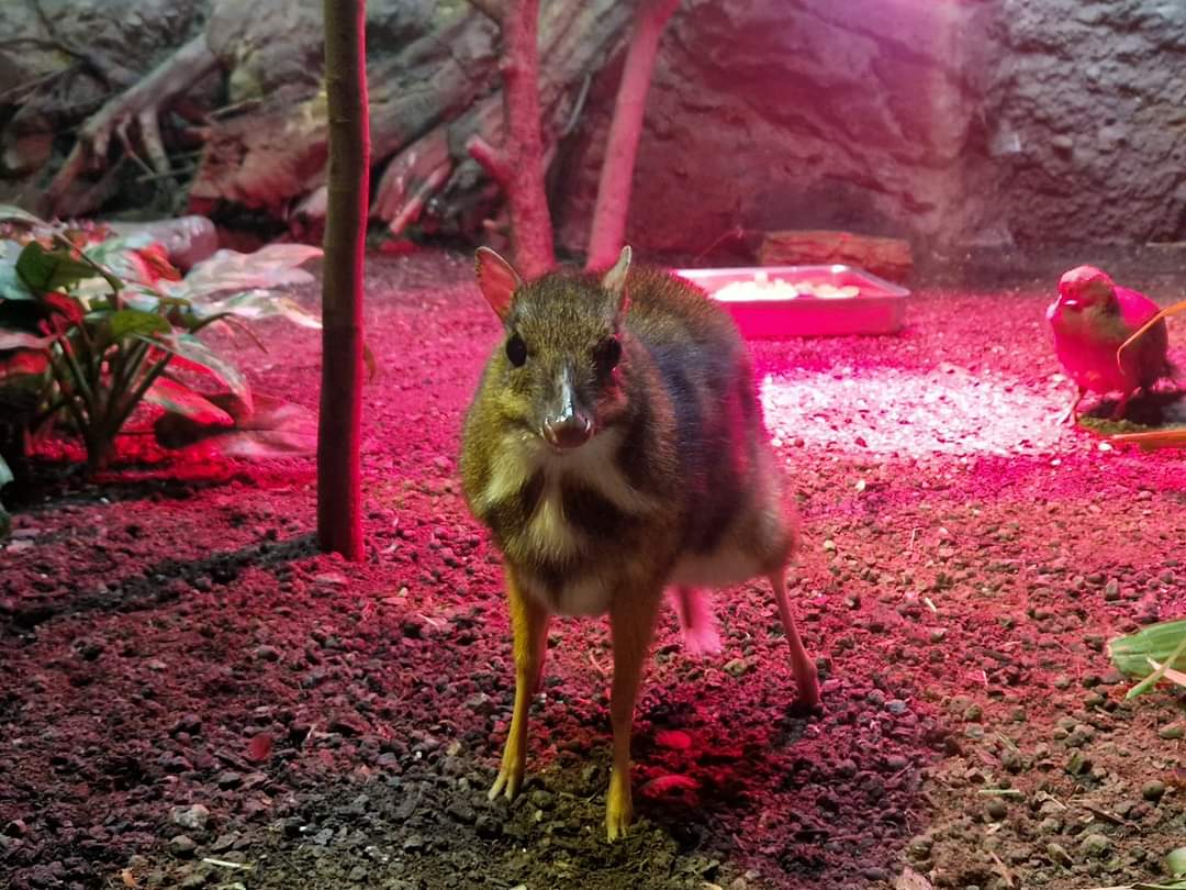 Javan Chevrotain