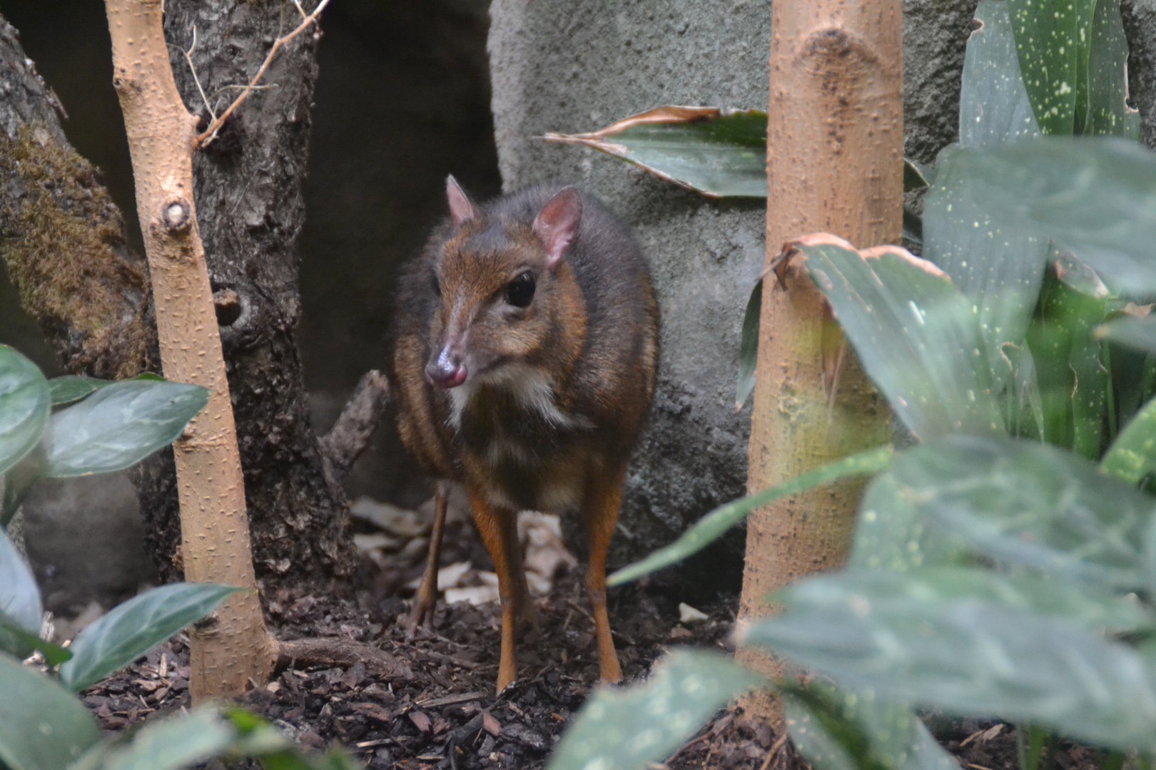 Javan chevrotain