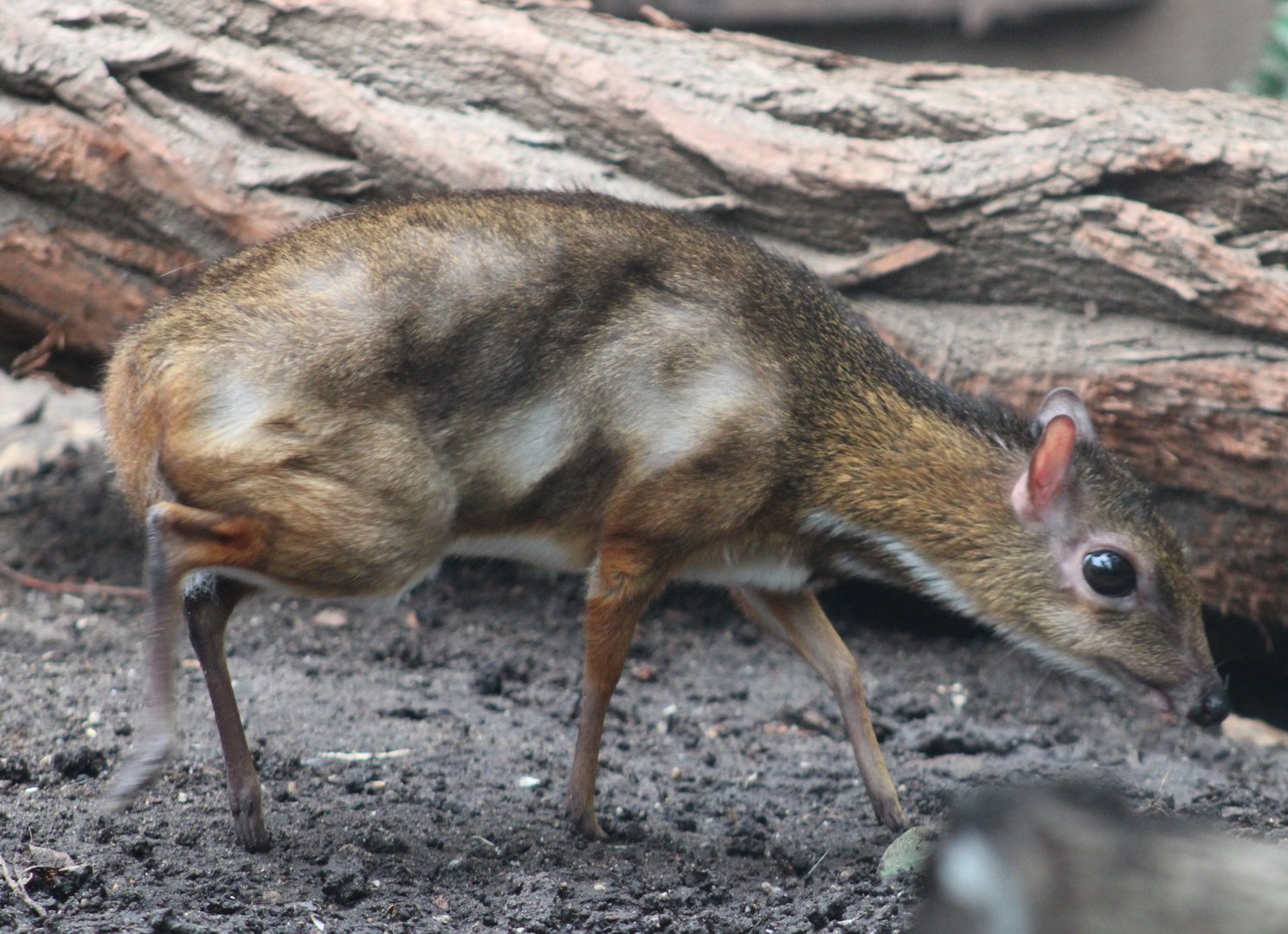 Javan chevrotain