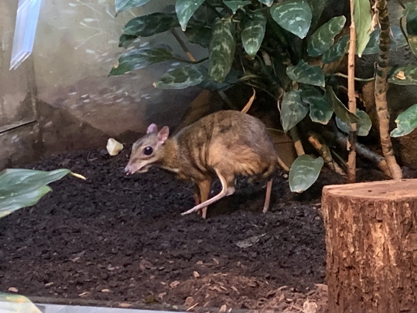 Javan chevrotain