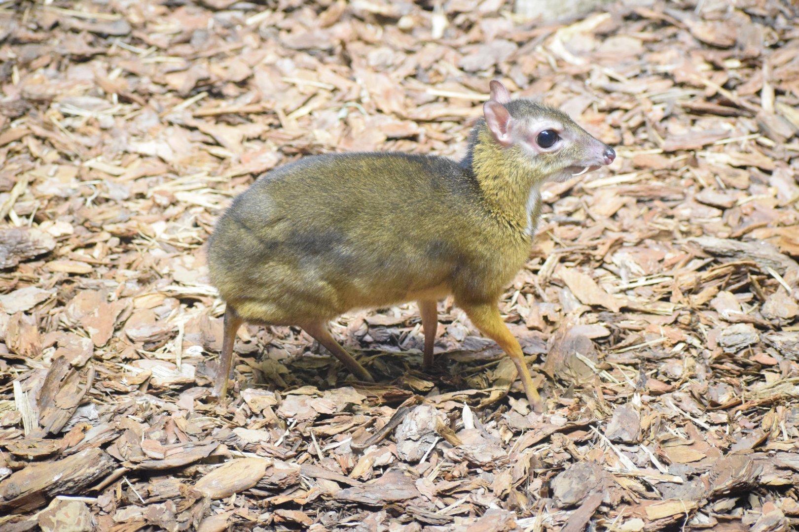 Javan chevrotain