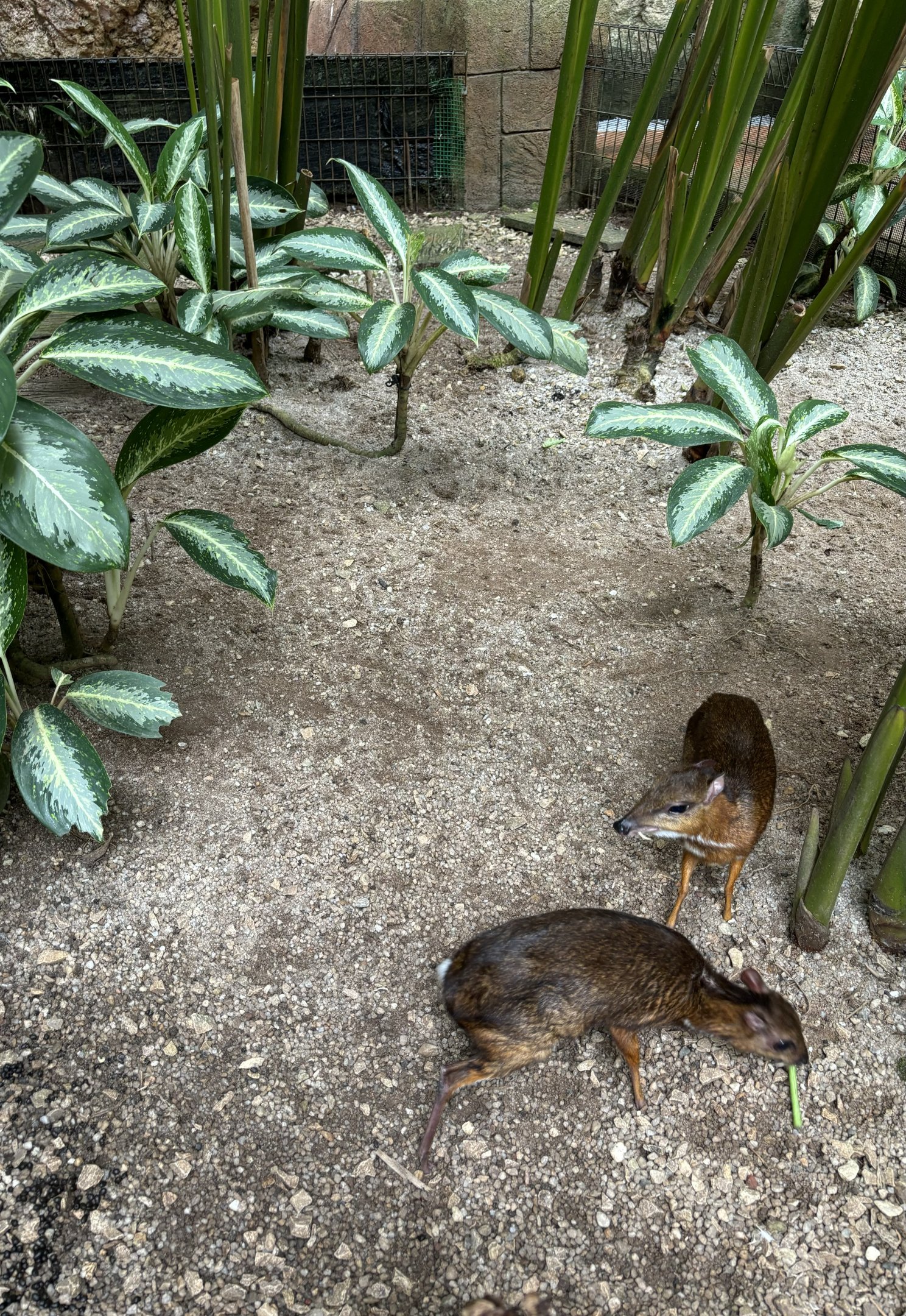 Javan Chevrotains - Lost World of Tambun