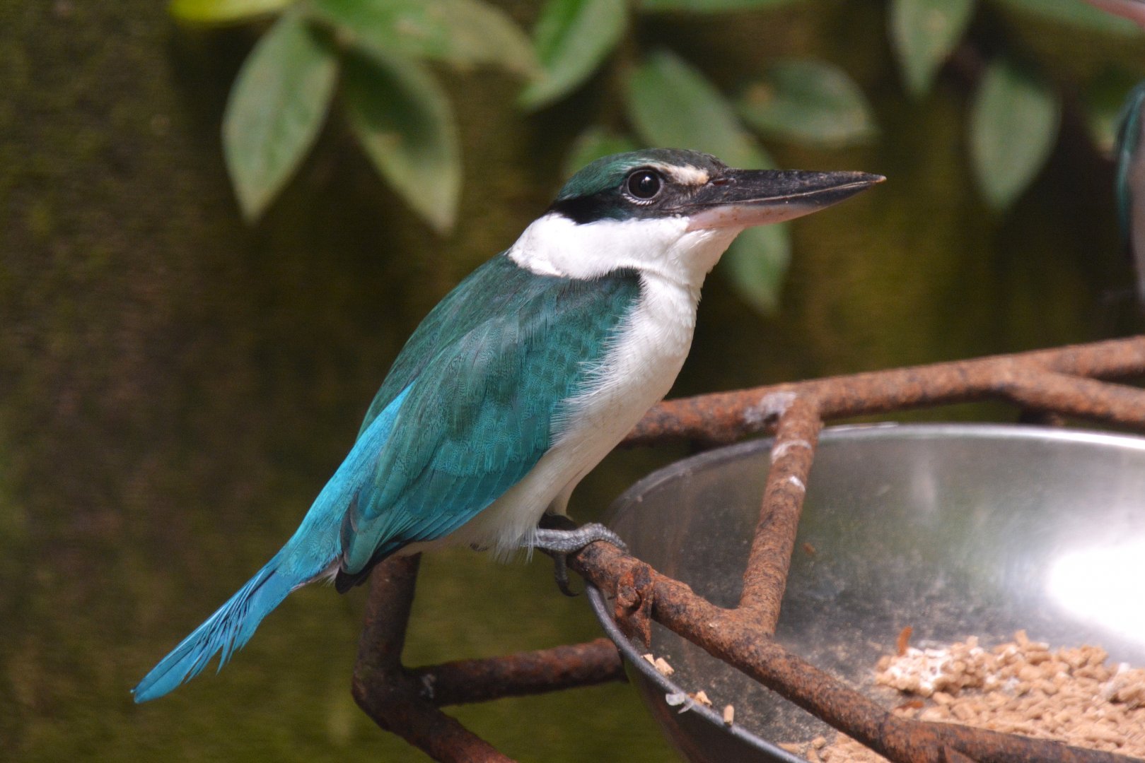 Javan collared kingfisher (Todiramphus chloris palmeri)