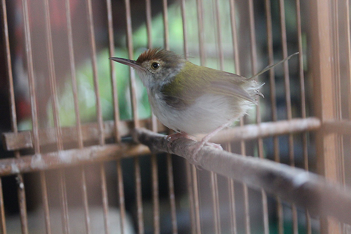 Javan common tailorbird (Orthotomus sutorius edela)