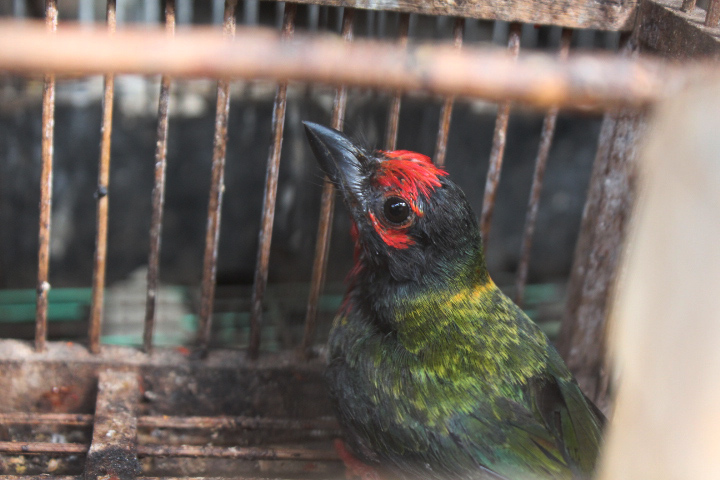 Javan coppersmith barbet (Psilopogon haemacephalus roseus)