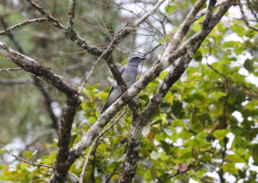 Javan Cuckoo Shrike