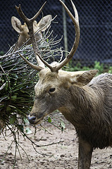 Javan Deer - Rusa timorensis - Melaka Zoo - 2009