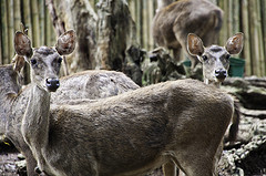 Javan Deer - Rusa timorensis - Melaka Zoo - 2009