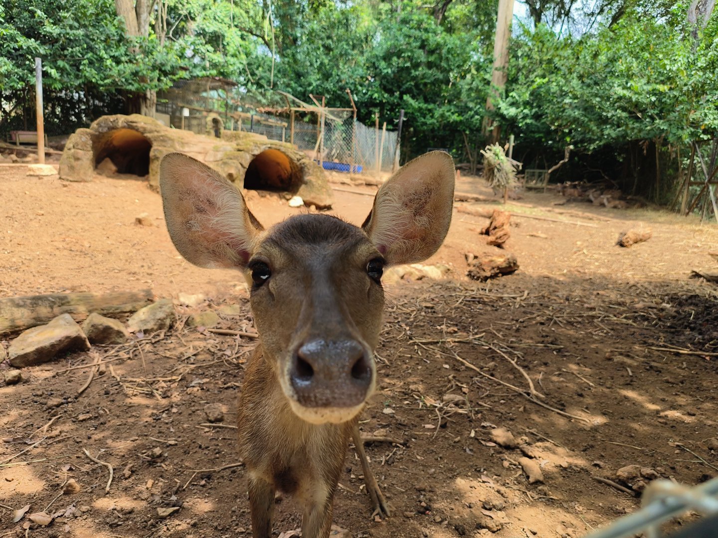Javan Deer