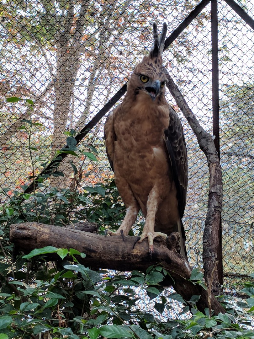 Javan Eagle (Nisaetus bartelsi) - Taru Jurug Zoo