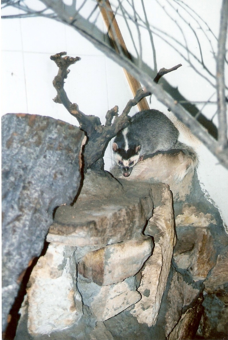 Javan Ferret-Badger at Budapest 08/09/2003