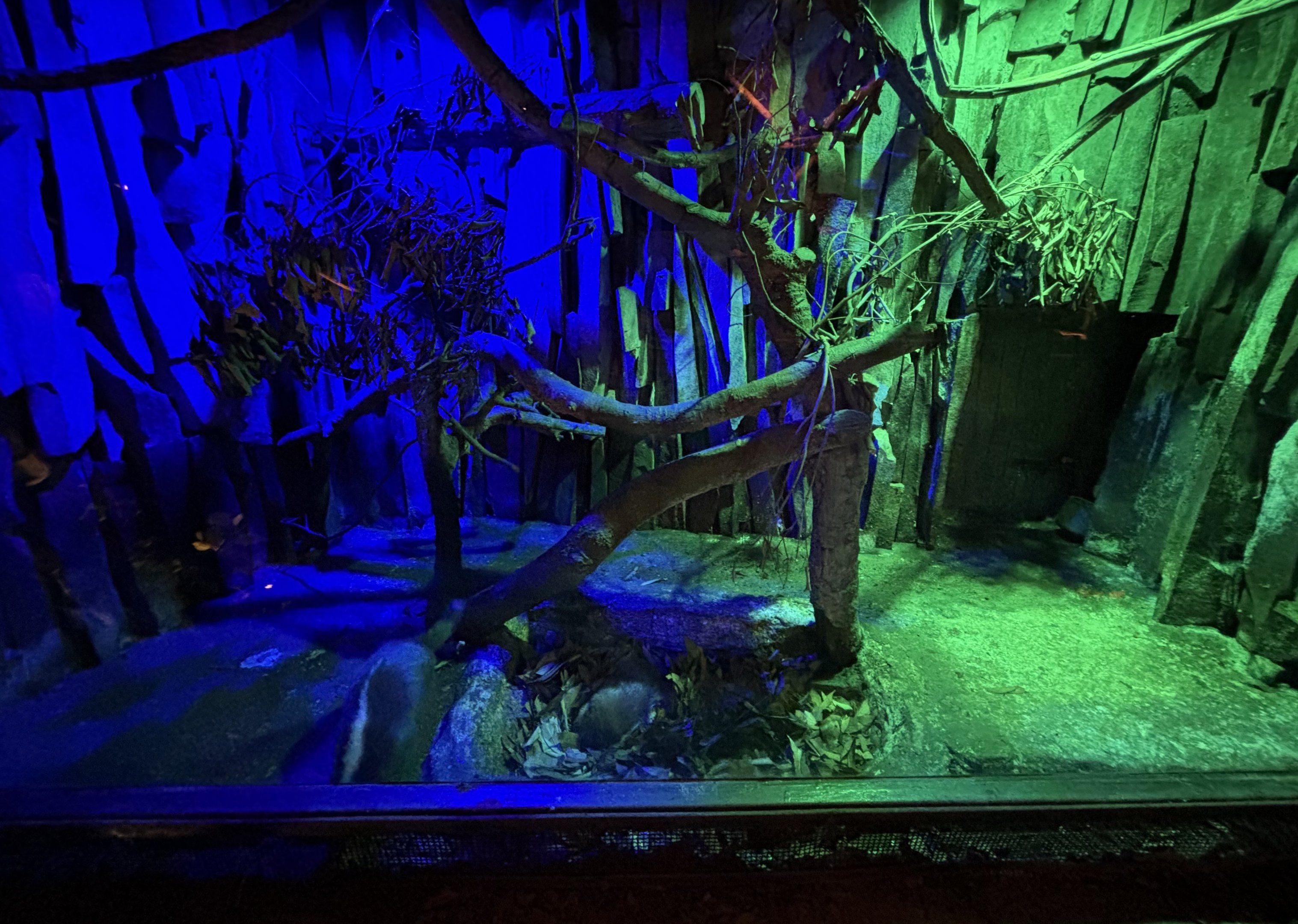 Javan Ferret Badger Exhibit