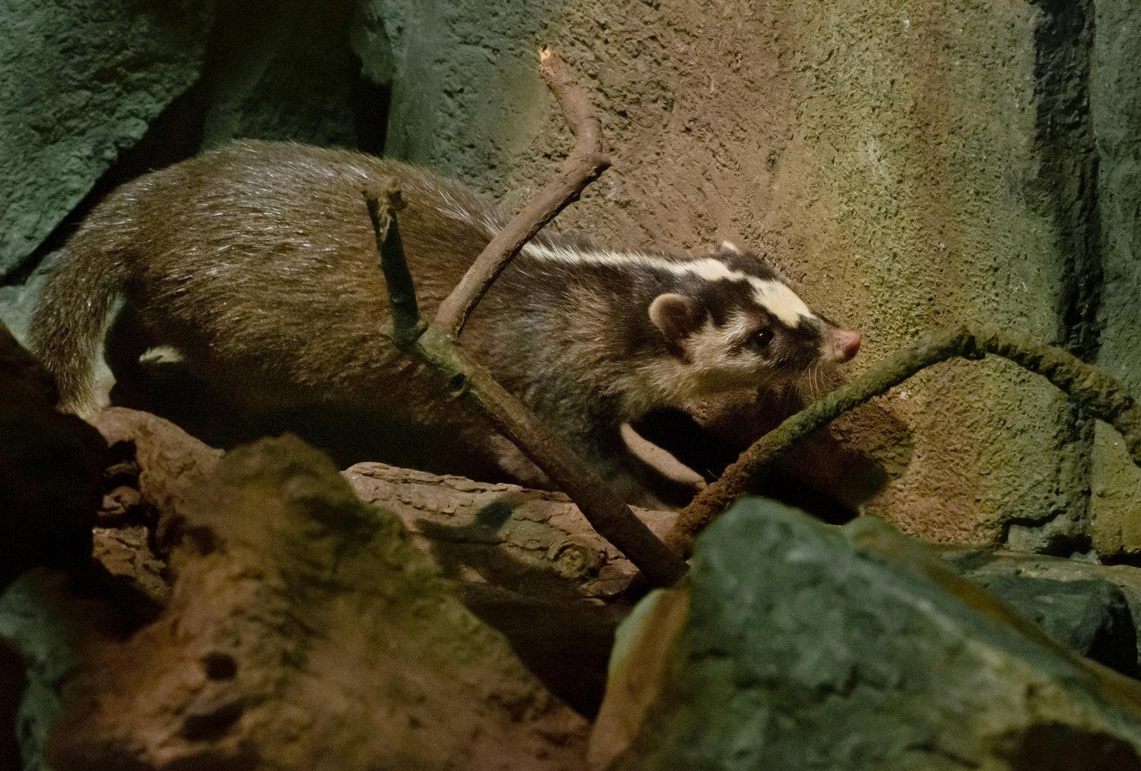 Javan ferret-badger (Melogale orientalis) - 09/22