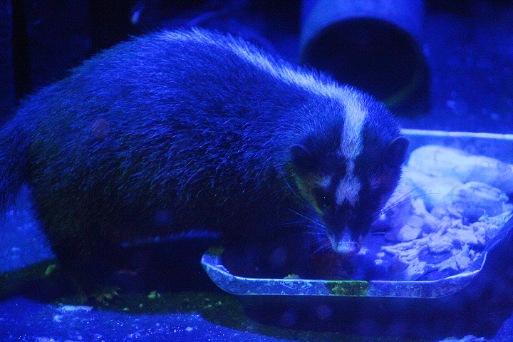 Javan ferret-badger (Melogale orientalis orientalis)