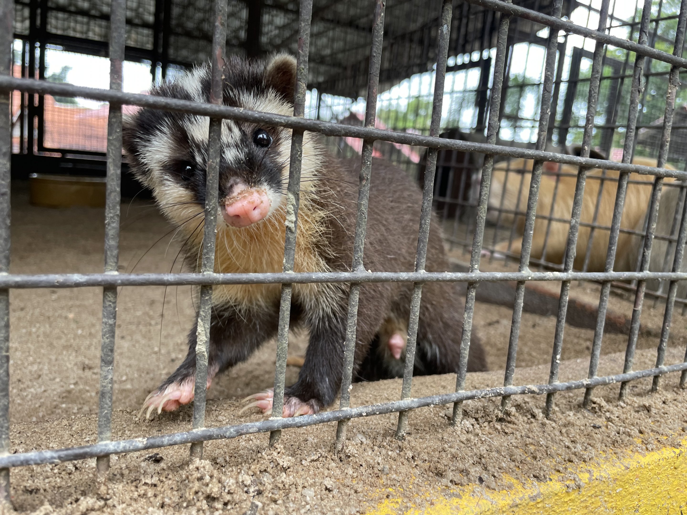 Javan Ferret-badger / Melogale orientalis (Unsigned)