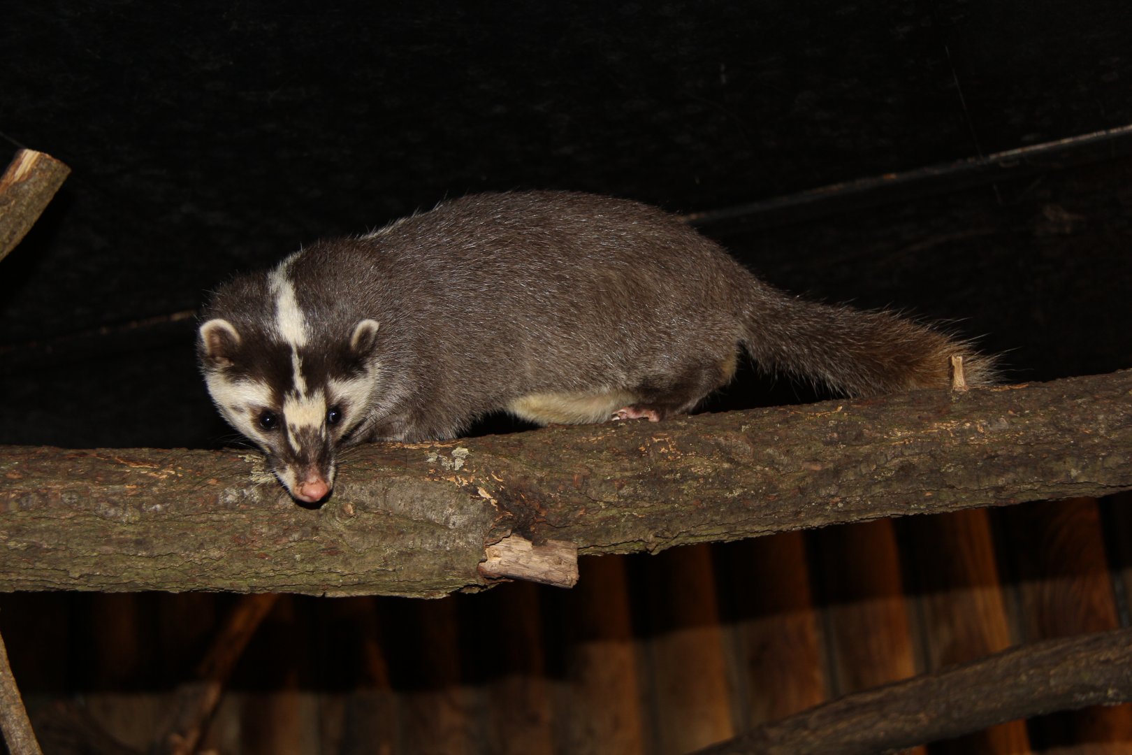 Javan ferret-badger (Melogale orientalis)