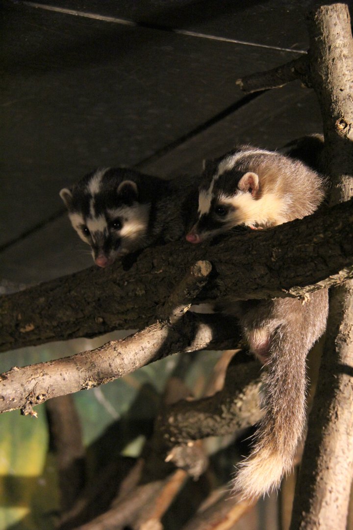 Javan ferret-badger (Melogale orientalis)