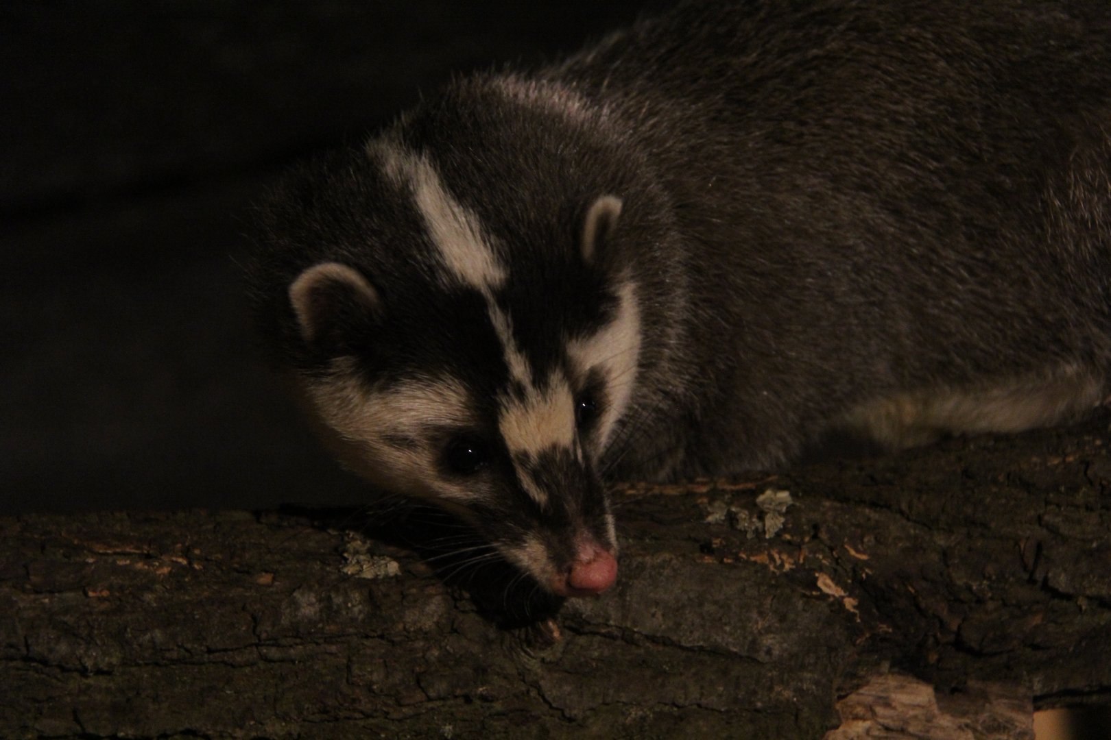 Javan ferret-badger (Melogale orientalis)