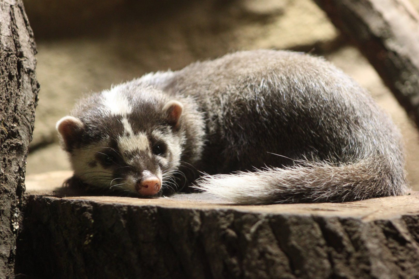 Javan ferret-badger (Melogale orientalis)