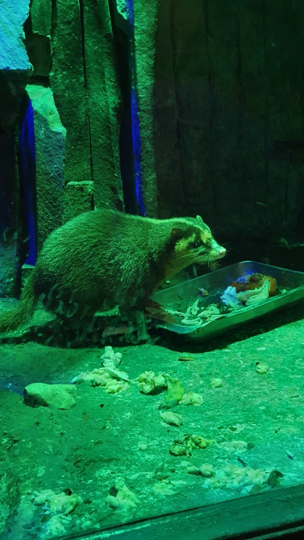 Javan Ferret Badger (Melogale orientalis)