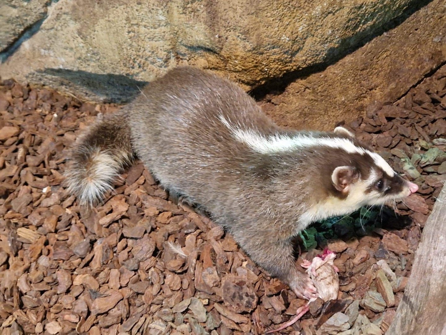 Javan Ferret Badger