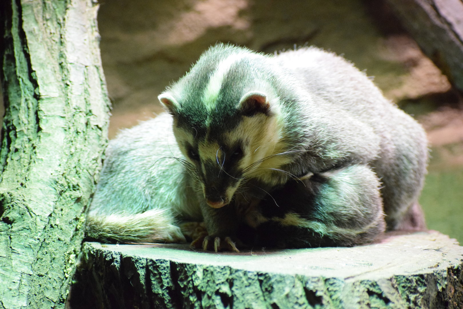 Javan ferret badger