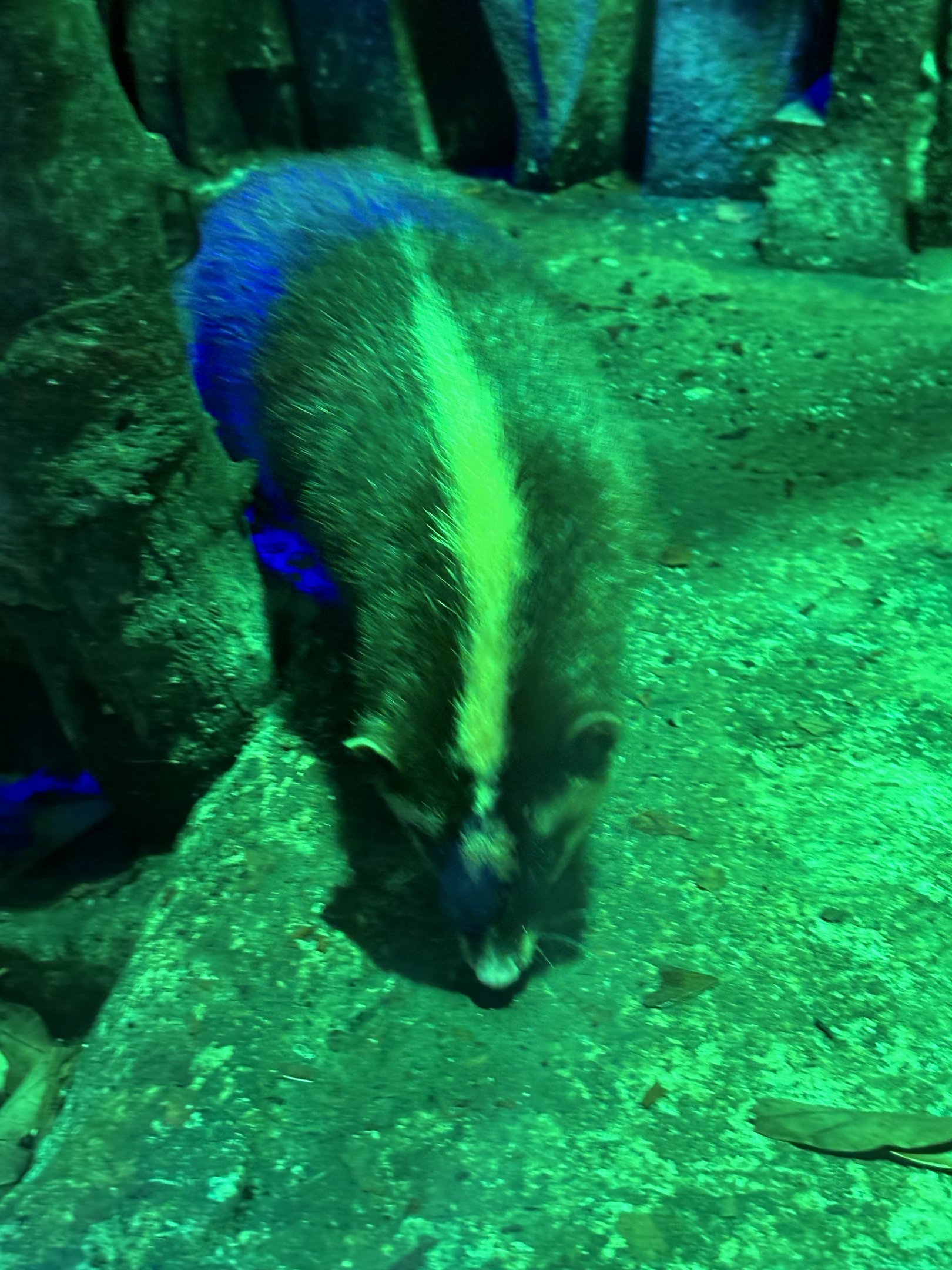 Javan Ferret Badger