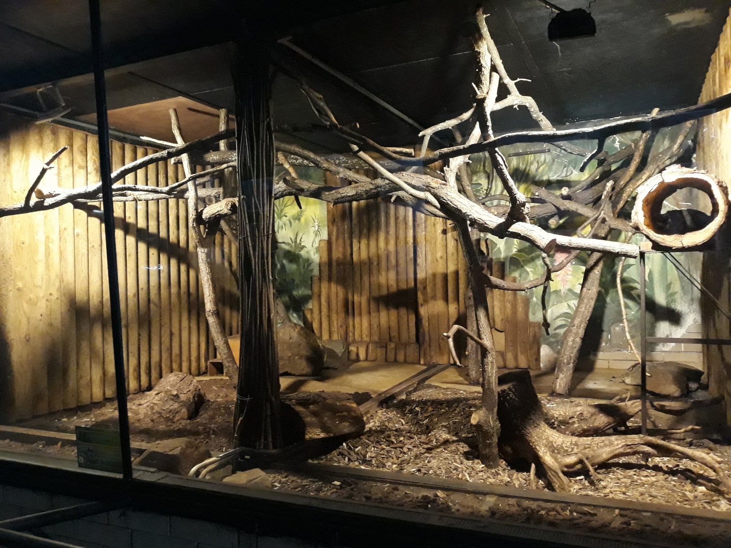 Javan ferret-badger's exhibit