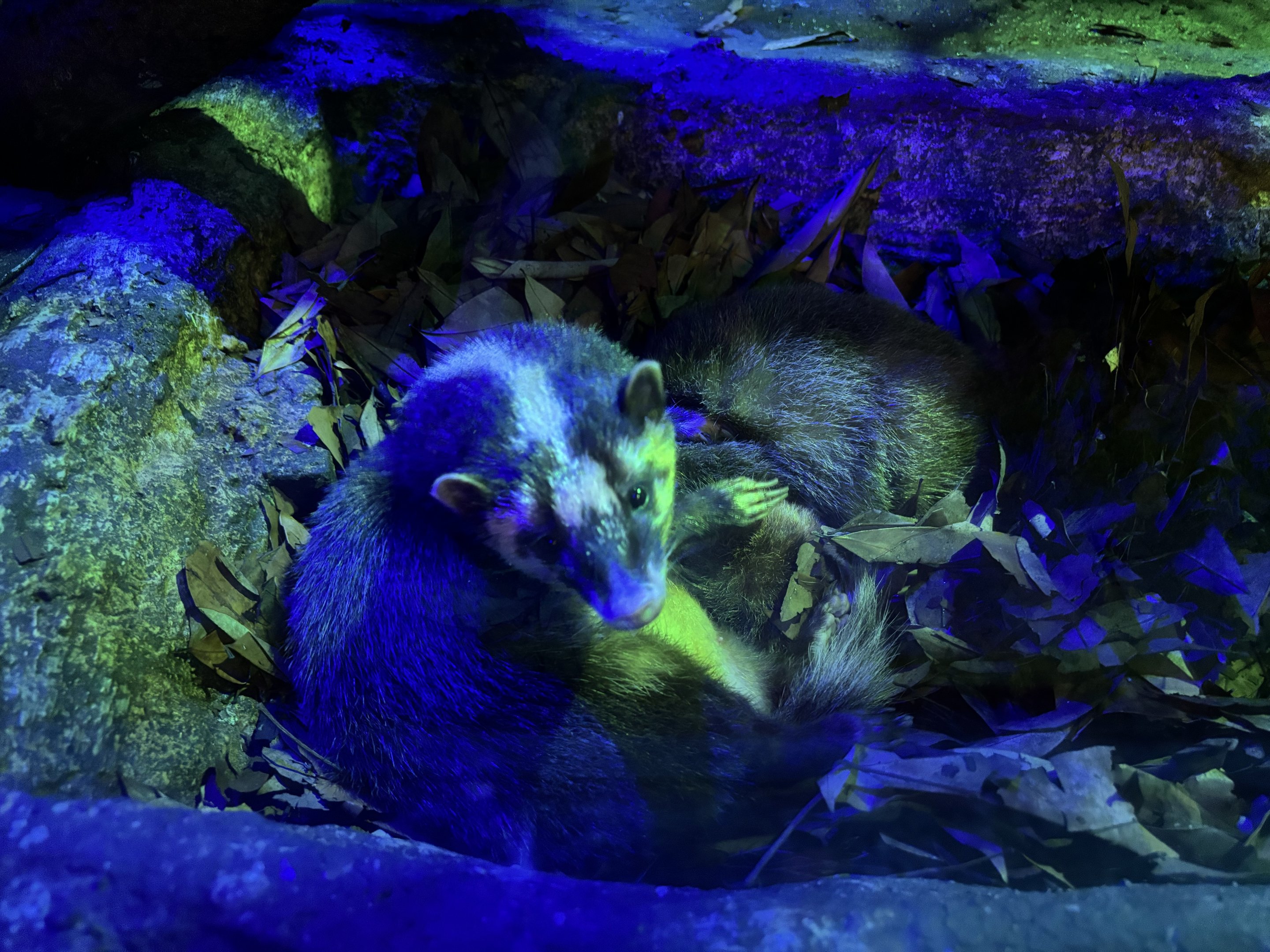 Javan Ferret Badgers