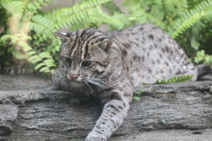 Javan fishing cat (Prionailurus viverrinus rizophoreus)