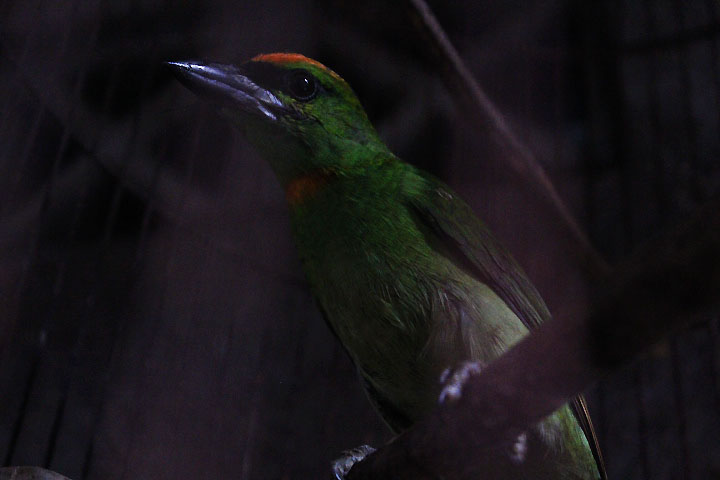 Javan flame-fronted barbet (Psilopogon armillaris armillaris)