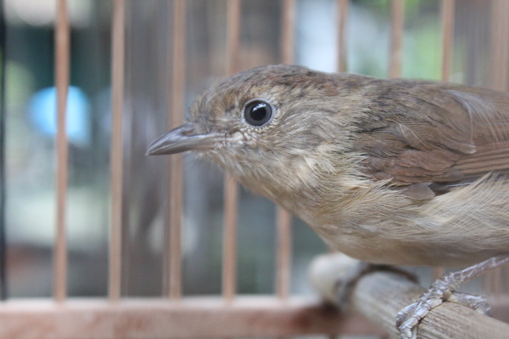 Javan fulvetta (Alcippe pyrrhoptera)
