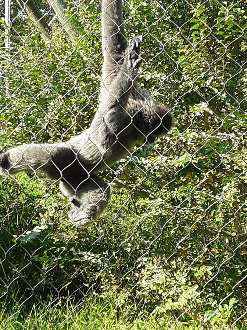 Javan Gibbon at the Greensboro Science Center