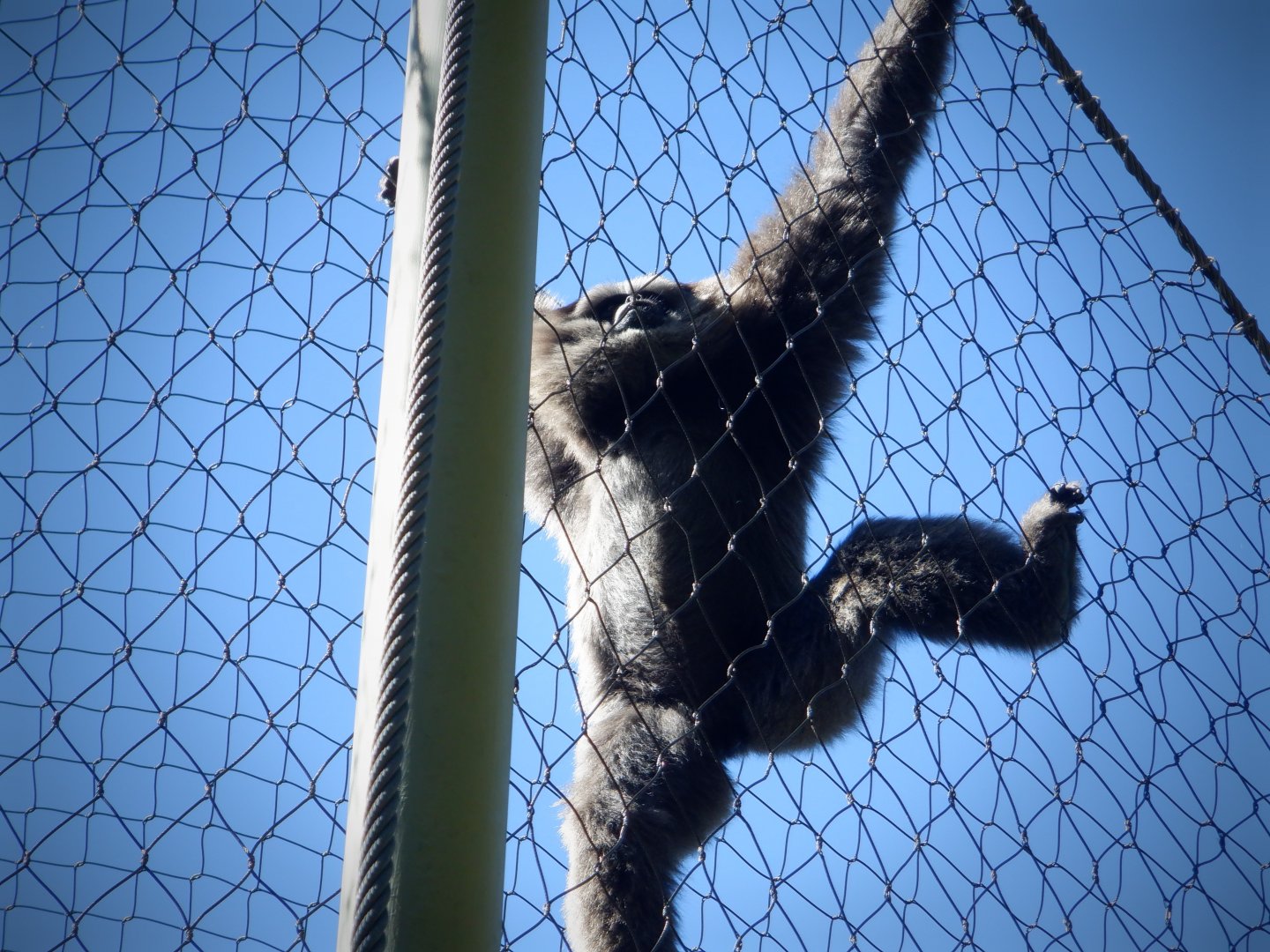 Javan Gibbon at the Greensboro Science Center