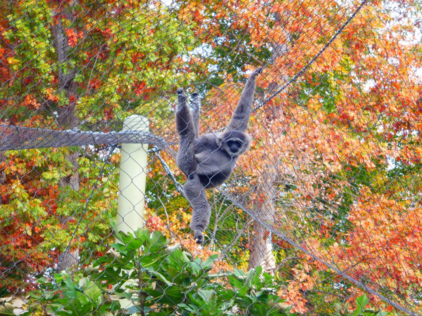 Javan Gibbon at the Greensboro Science Center