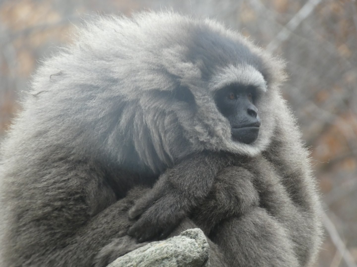 Javan Gibbon at the Greensboro Science Center