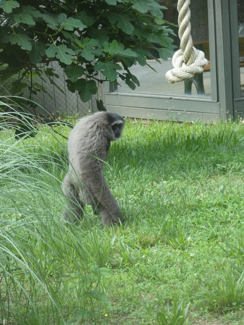 Javan Gibbon at the Greensboro Science Center