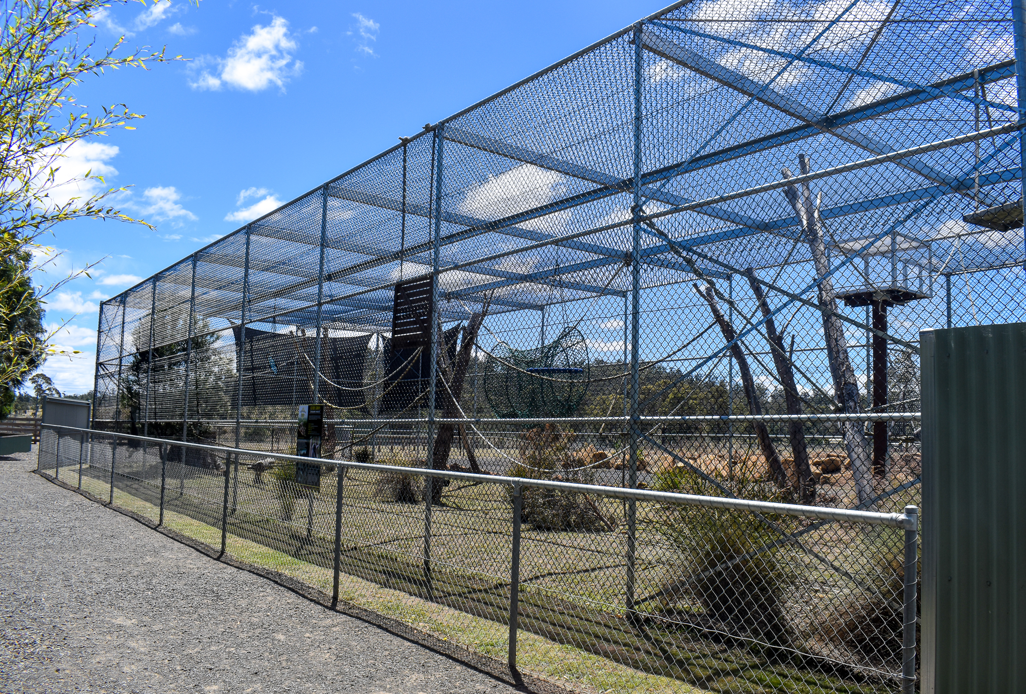 Javan Gibbon enclosure
