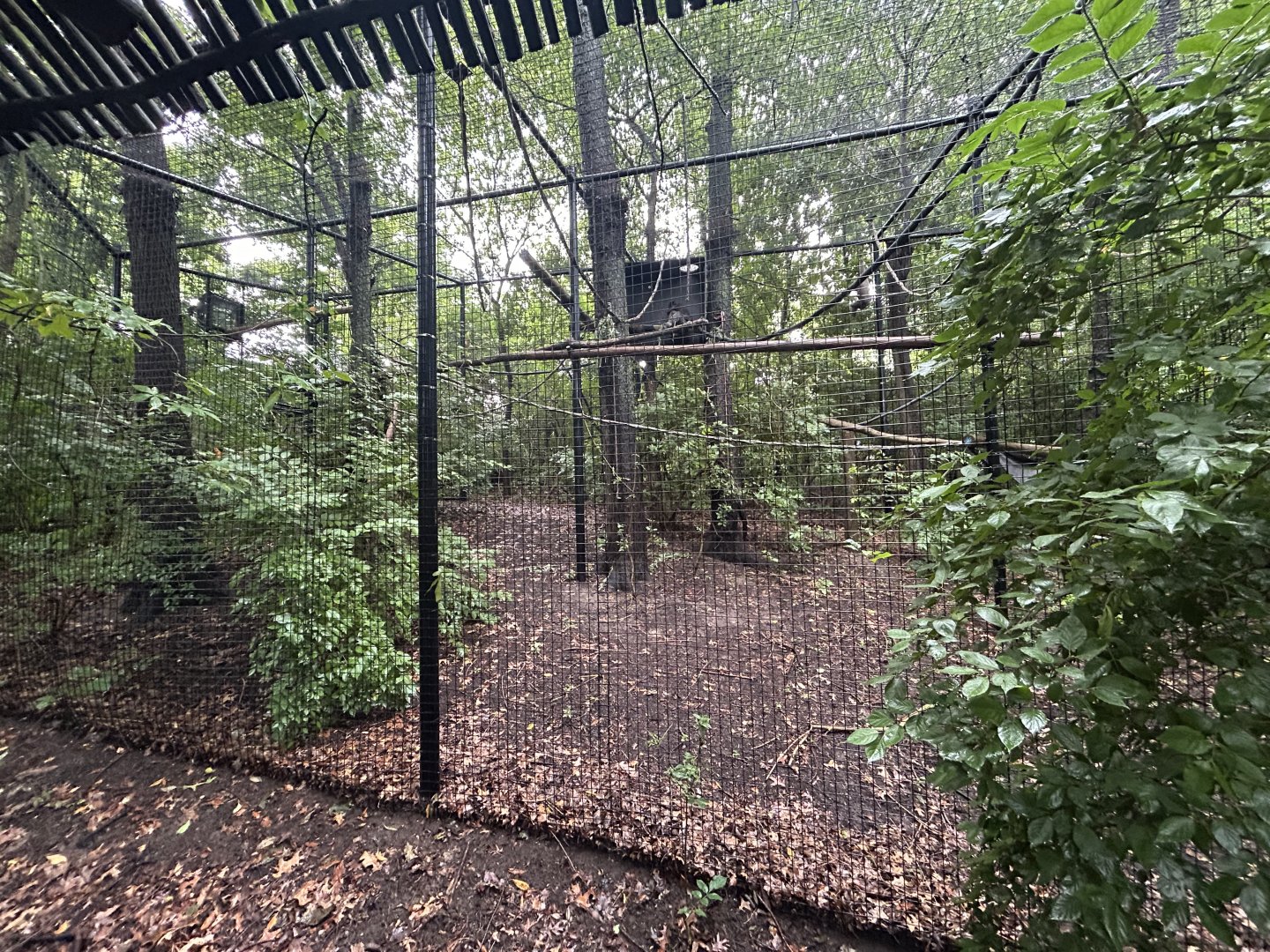 Javan Gibbon Exhibit #2 - Asian Trek