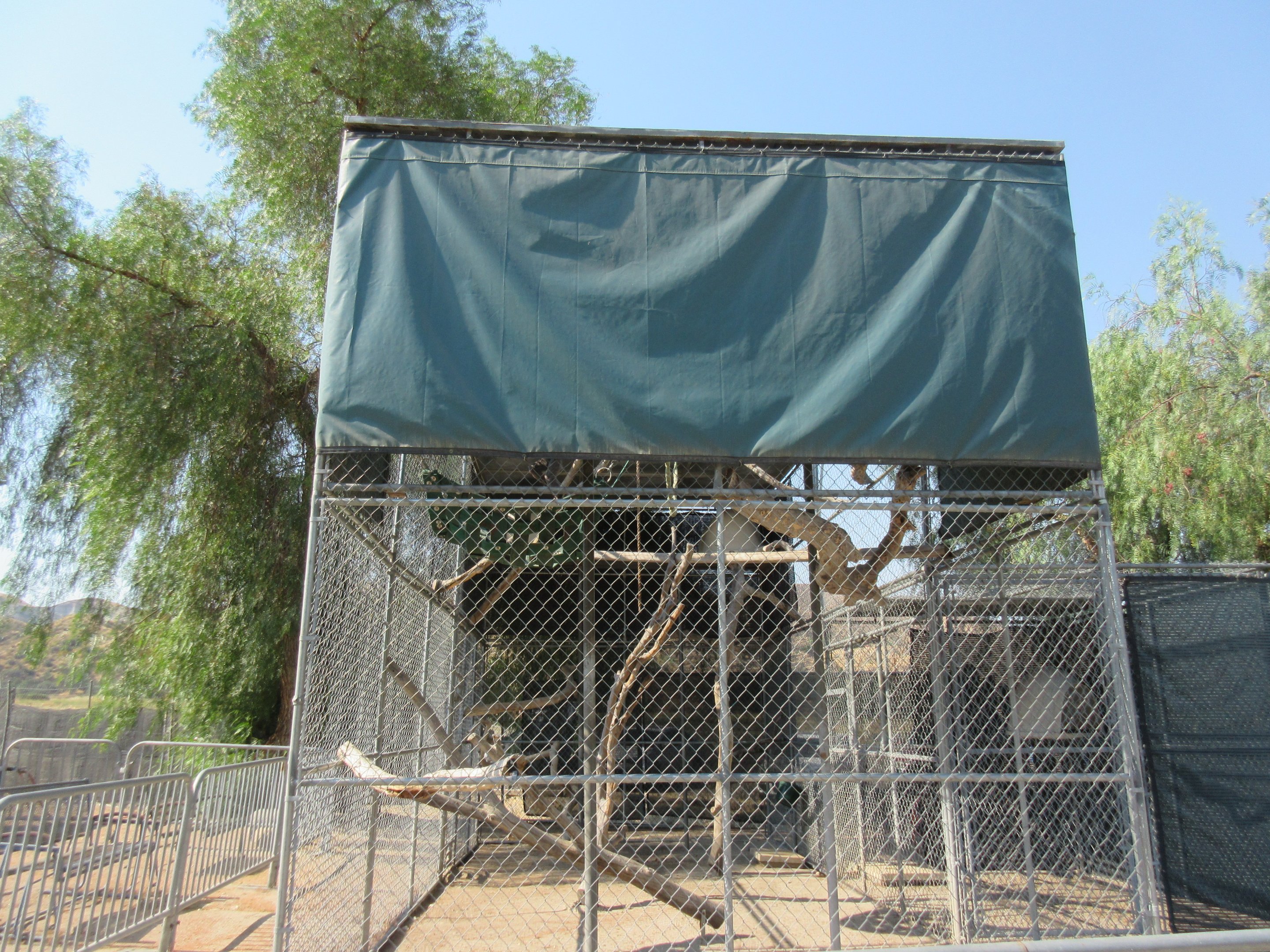 Javan Gibbon Exhibit - side view