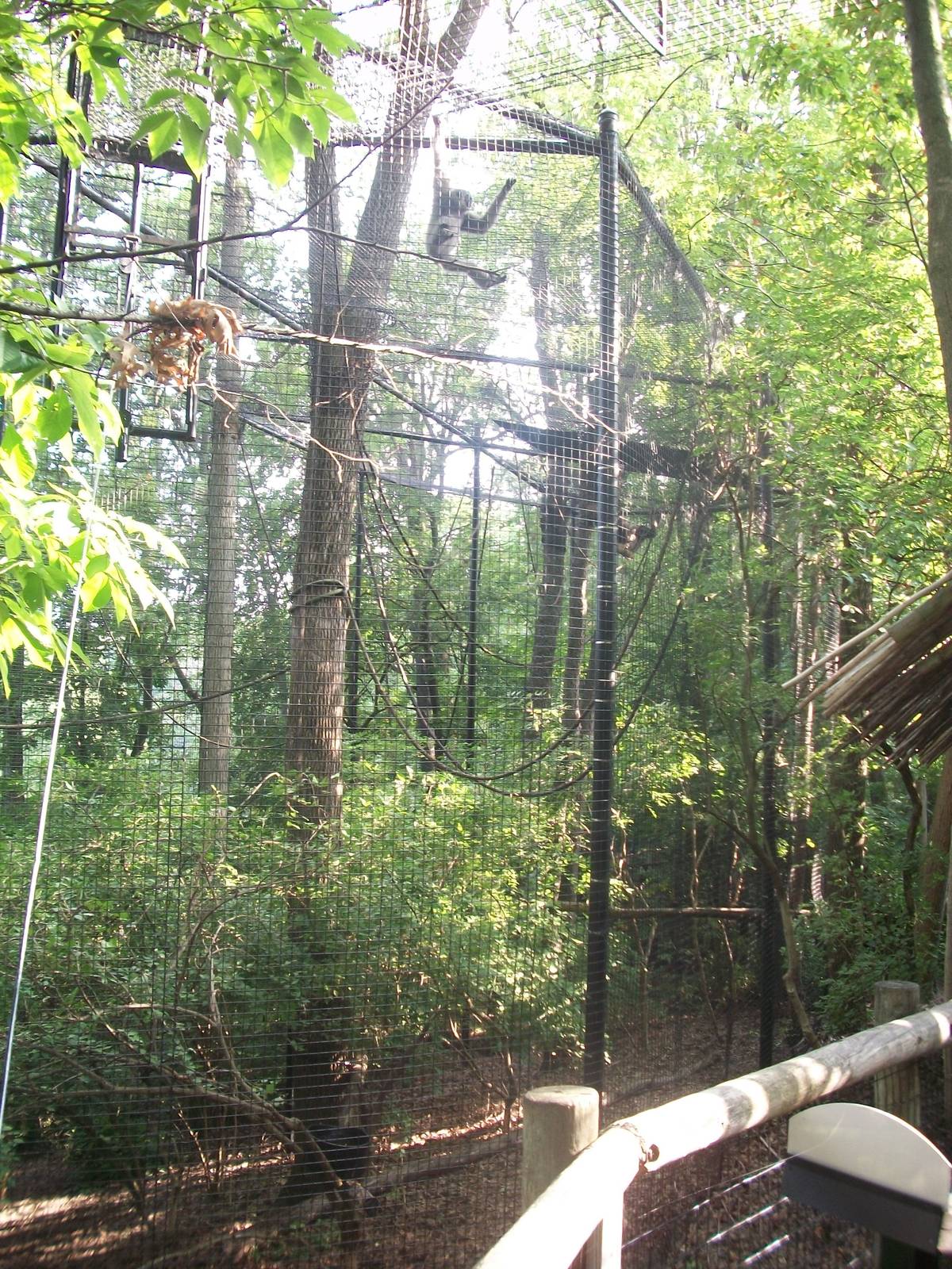 Javan Gibbon Exhibit